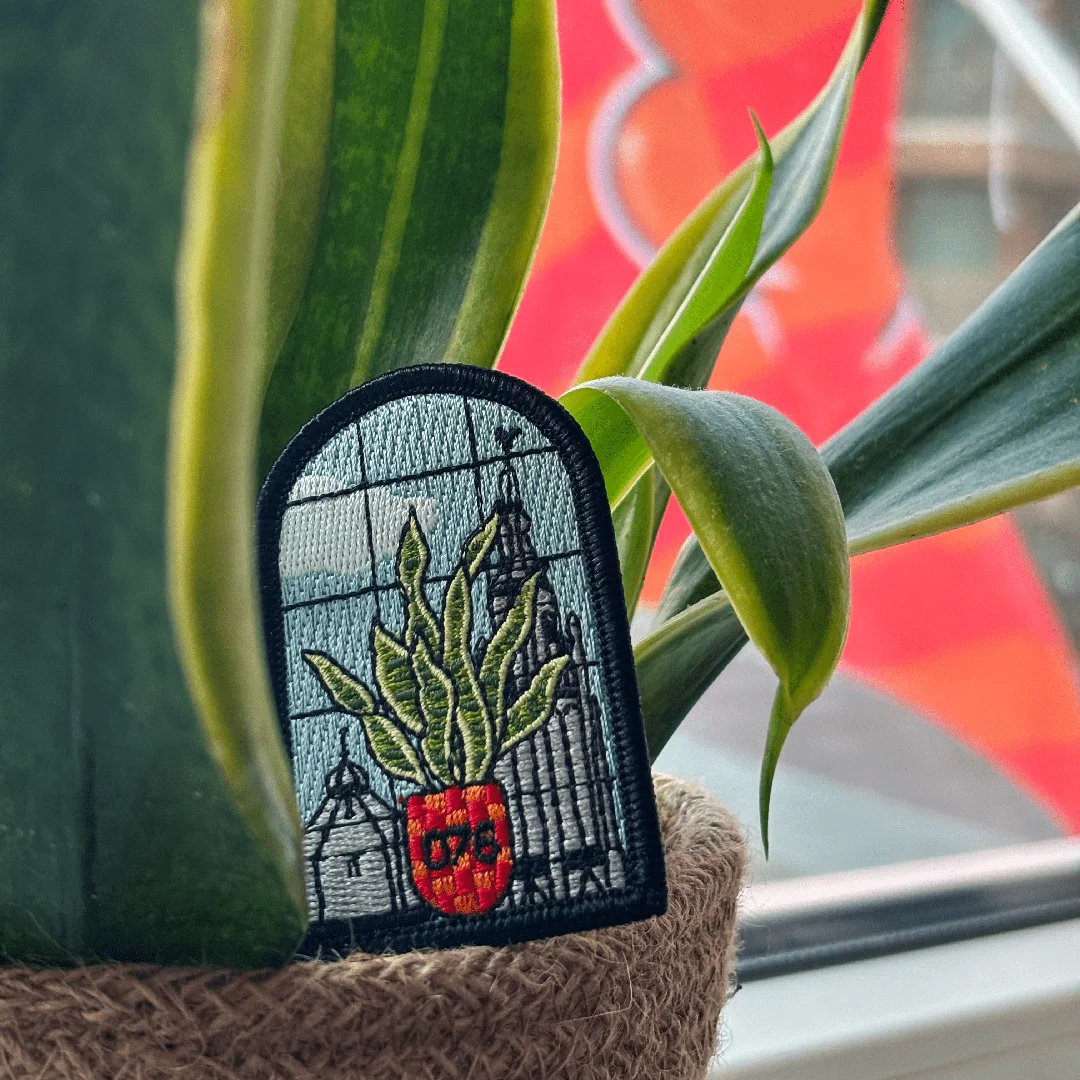 Sanseveria voor 't raam - Kerkbredasanseveriakielegat 1 - IN041-11